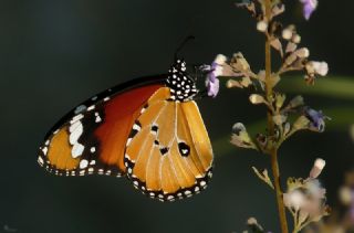Sultan (Danaus chrysippus)