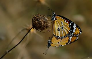 Sultan (Danaus chrysippus)