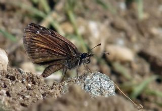 Kara Z�pz�p&nbsp;(Erynnis&nbsp;marloyi)