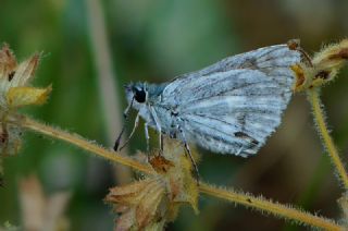 Suriye Z�pz�p�&nbsp;(Muschampia&nbsp;nomas)