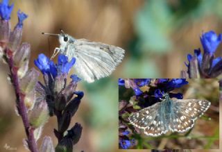 Suriye Z�pz�p�&nbsp;(Muschampia&nbsp;nomas)