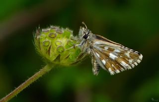 Ege Zpzp (Pyrgus melotis)