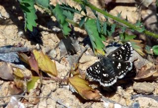 Kzl Zpzp (Spialia orbifer)