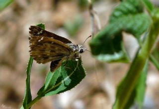 Hatmi Zpzp (Carcharodus alceae)