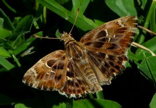 Cezayir Zpzp (Carcharodus stauderi)