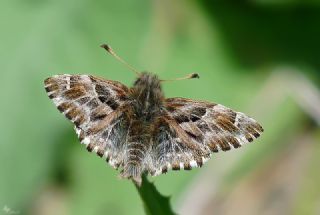 Hatmi Zpzp (Carcharodus alceae)