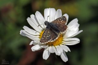 Kafkasya Z�pz�p�&nbsp;(Pyrgus&nbsp;jupei)