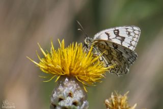 Uygur Melikesi&nbsp;(Melanargia&nbsp;russiae)