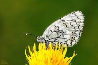 Uygur Melikesi&nbsp;(Melanargia&nbsp;russiae)