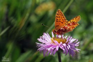 Kafkas Menek�e Kelebe�i&nbsp;(Boloria&nbsp;caucasica)