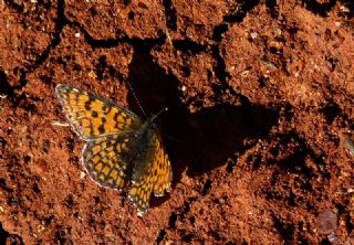 Hatayl parhan (Melitaea collina)