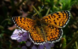 Hatayl parhan (Melitaea collina)