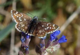 �spanyol Z�pz�p�&nbsp;(Pyrgus&nbsp;armoricanus)