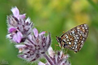 Funda �parhan�&nbsp;(Melitaea&nbsp;irka)