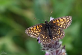 Funda �parhan�&nbsp;(Melitaea&nbsp;irka)