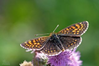Kafkasyal� Amannisa&nbsp;(Mellicta &nbsp;caucasogenita)