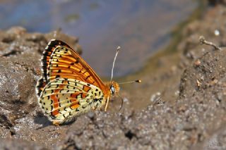 Kafkasyal� �parhan&nbsp;(Melitaea&nbsp;interrupta)
