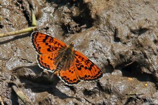 Kafkasyal� �parhan&nbsp;(Melitaea&nbsp;interrupta)