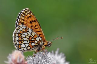 Kafkasyal� Amannisa&nbsp;(Mellicta &nbsp;caucasogenita)