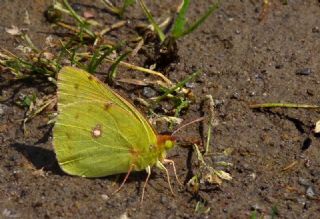 Anadolu Azameti (Colias aurorina)