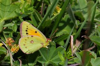 Turan Azameti&nbsp;(Colias&nbsp;thisoa)