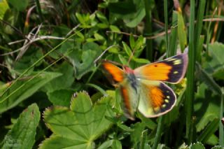 Turan Azameti&nbsp;(Colias&nbsp;thisoa)