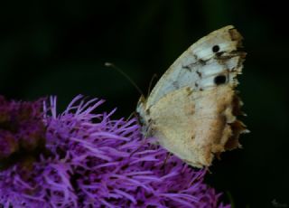 Kzl Cad (Chazara bischoffii)