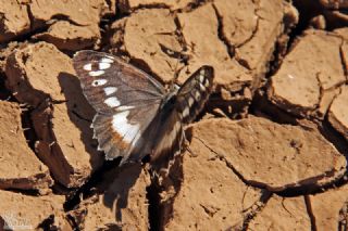 Anadolu Cad�s�&nbsp;(Chazara&nbsp;egina)