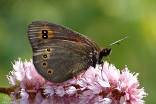 Orman G�zelesmeri&nbsp;(Erebia&nbsp;medusa )
