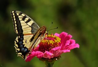 Krlangkuyruk (Papilio machaon)