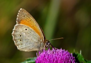 Kaya Esmeri (Kirinia clymene)