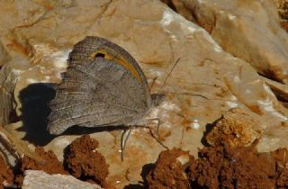 Esmerperi&nbsp;(Hyponephele&nbsp;lupina)