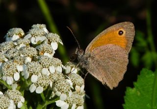 Esmerperi (Hyponephele lupina)