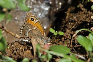 A�r� Esmerperisi&nbsp;(Hyponephele&nbsp;wagneri)
