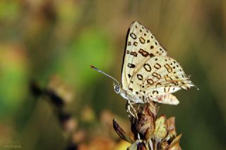 Uygur �eytanc���&nbsp;(Cigaritis&nbsp;uighurica)