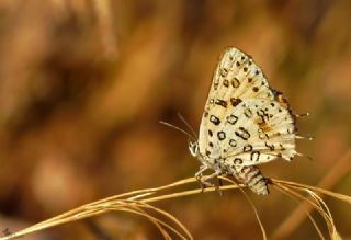 Akdeniz �eytanc���&nbsp;(Cigaritis&nbsp;cilissa)