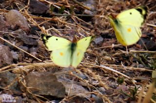 Orman Azameti&nbsp;(Colias&nbsp;hyale)