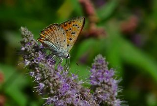 Anadolu Ate Gzeli (Lycaena asabinus)