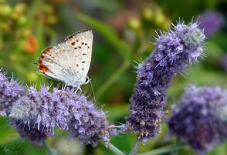 Da Atei (Lycaena thetis)