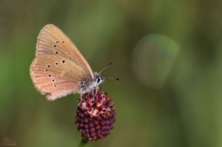 Esmer Korubeni&nbsp;(Phengaris&nbsp;nausithous)
