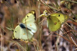 G�zel Azamet&nbsp;(Colias&nbsp;alfacariensis)