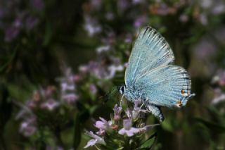 Mavi Sevbeni&nbsp;(Satyrium&nbsp;armenum)