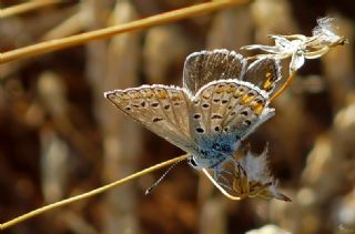 Anadolu Esmerg�z�&nbsp;(Plebejus&nbsp;modicus)