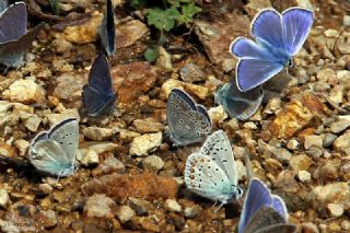 Anadolu Esmerg�z�&nbsp;(Plebejus&nbsp;modicus)