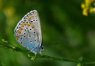 Anadolu Esmergz (Plebejus modicus)