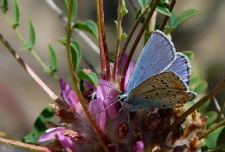 Lbnan Esmergz (Plebejus nichollae)