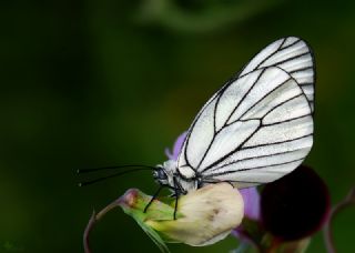 Al Beyaz (Aporia crataegi)