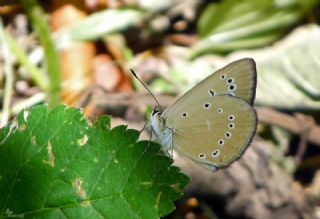 Yunan Anormal okgzls (Polyommatus aroaniensis )