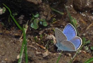 �okg�zl� G�zel Mavi&nbsp;(Polyommatus&nbsp;bellis)