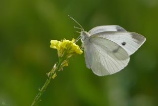 Kk Beyazmelek (Pieris rapae)